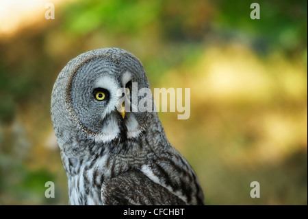 Scavando la civetta (Athene cunicularia) guarda direttamente la fotocamera Foto Stock