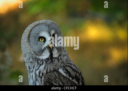 Scavando la civetta (Athene cunicularia) guarda direttamente la fotocamera Foto Stock