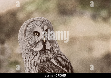 Scavando la civetta (Athene cunicularia) guarda direttamente la fotocamera Foto Stock