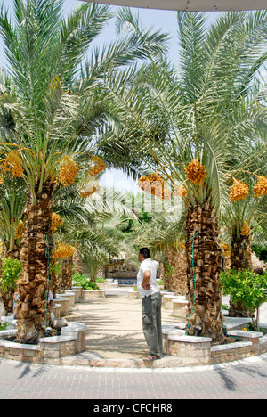 Data palme in Gerico, Cisgiordania, Israele Foto Stock