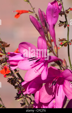 Capo Bugle Lily - Watsonia x 'Tecolote Flamboyant'' al Mercer Arboretum e Giardini Botanici in Spring, Texas. Foto Stock