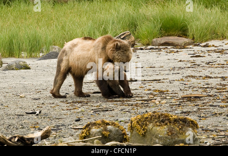 Giovani Grizzly cub è madre playfight lungo Foto Stock