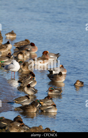 Teal; Anas crecca; con Wigeon; Cornovaglia; Regno Unito Foto Stock
