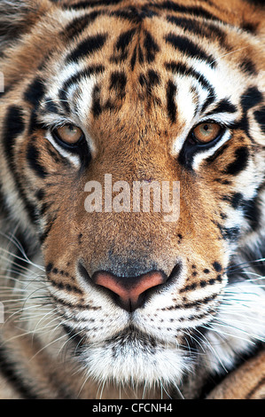 Tiger viso vicino fino Foto Stock