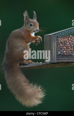 Scoiattolo rosso sull'alimentatore Foto Stock