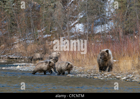 Orso grizzly Seminare 1° anno cubs Ursus arctos Foto Stock