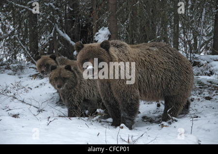 Orso grizzly Seminare 1° anno cubs Ursus arctos vicino Foto Stock