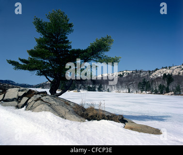 Pino bianco in inverno. Killarney Provincial Park, Ontario Foto Stock