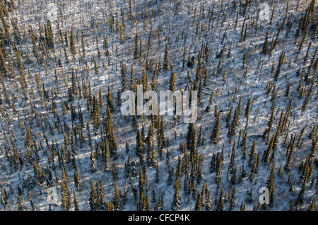 Spruce Trees-Aerial vista, Yukon Territory, Canada Foto Stock