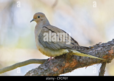 Lutto Colomba (Zenaida macroura) appollaiato su un ramo Foto Stock