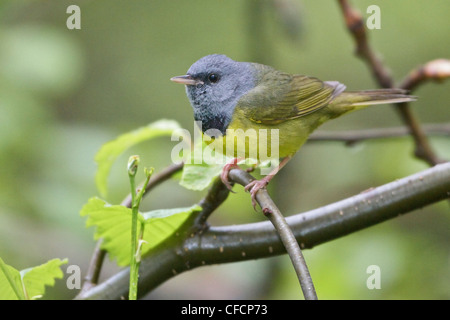 Lutto trillo (Oporornis philadelphia) appollaiato su un ramo Foto Stock