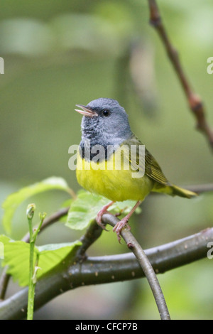 Lutto trillo (Oporornis philadelphia) appollaiato su un ramo Foto Stock