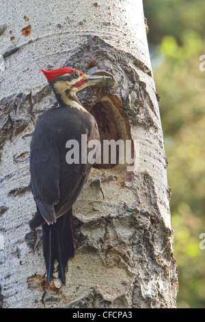 Picchio Pileated (Dryocopus pileatus) appollaiato su un albero in corrispondenza del suo foro di nido Foto Stock