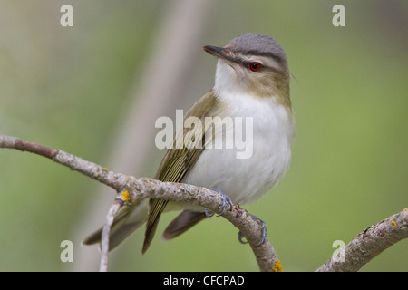 Red-eyed (Vireo Vireo olivaceus) appollaiato su un ramo Foto Stock