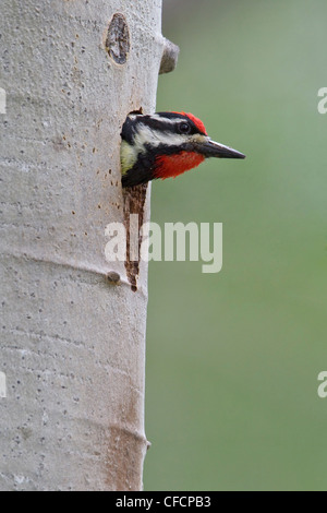 Rosso-naped Sapsucker (Sphyrapicus nuchalis) appollaiato su un albero in corrispondenza del suo foro di nido Foto Stock