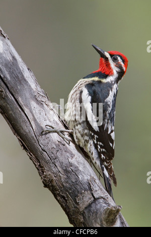 Rosso-naped Sapsucker (Sphyrapicus nuchalis) appollaiato su un ramo Foto Stock