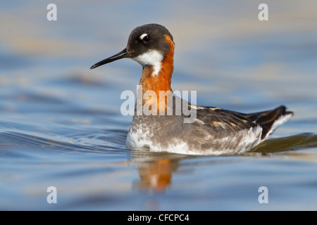 Rosso Colli (Phalarope Phalaropus lobatus) in un stagno Foto Stock