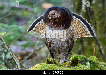 Ruffed Grouse (Bonasa umbellus) drumming dalla cima di un registro Foto Stock