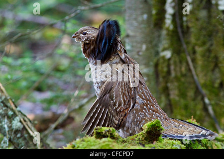 Ruffed Grouse (Bonasa umbellus) drumming dalla cima di un registro Foto Stock