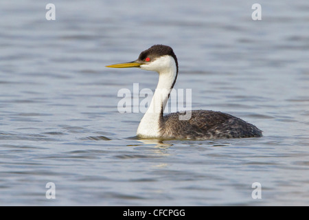 Western svasso (Aechmophorus occidentalis) in un stagno Foto Stock