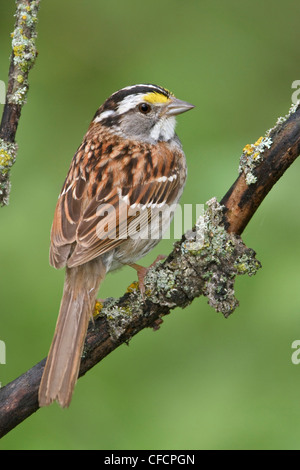 Bianco-throated Sparrow (Zonotrichia albicollis) appollaiato su un ramo Foto Stock