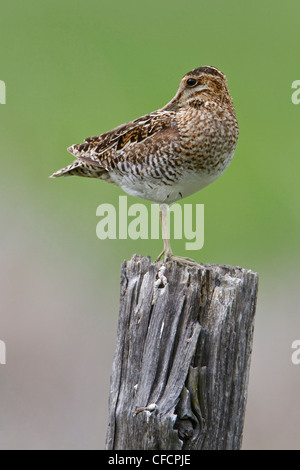 Il Wilson's beccaccino (Gallinago delicata) arroccato su di un palo da recinzione Foto Stock