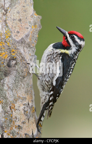 A becco giallo (Sapsucker Sphyrapicus varius) appollaiato su un tronco di albero Foto Stock