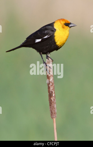 Giallo-guidato Blackbird (Xanthocephalus xanthocephalus) appollaiato su un ramo Foto Stock