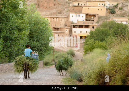 Ragazzo portando l'erba e caricato su due asini al villaggio di aguti, Ait Bouguemez, Alto Atlante, Marocco, Africa Foto Stock