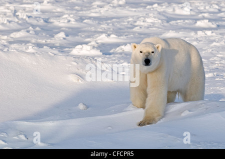 Orso polare visualizzazione, Churchill, Manitoba, Canada Foto Stock