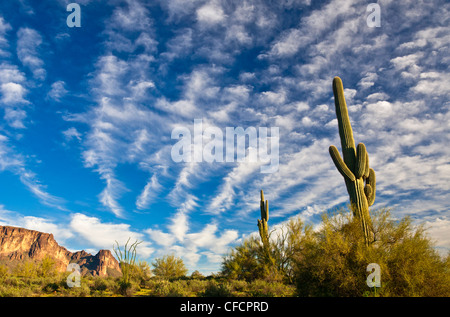 Cactus Saguaro (Carnegiea gigantea), Supestition montagne vicino Apache Junction, Arizona, Stati Uniti d'America Foto Stock