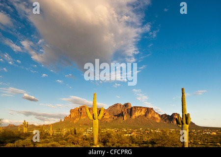 La superstizione di montagna e cactus Saguaro (Carnegiea gigantea), Apache Junction, Arizona, Stati Uniti d'America Foto Stock