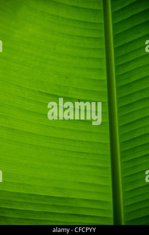 Verde naturale sullo sfondo di una foglia di banano Foto Stock