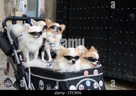 Cinque cani con vestiti e occhiali da sole seduto in una carrozzina in Giappone Foto Stock