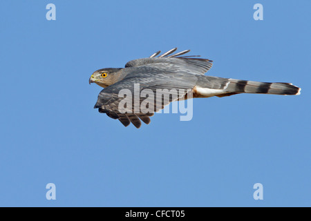 Coopers Hawk Accipiter cooperii battenti del Bosque Foto Stock