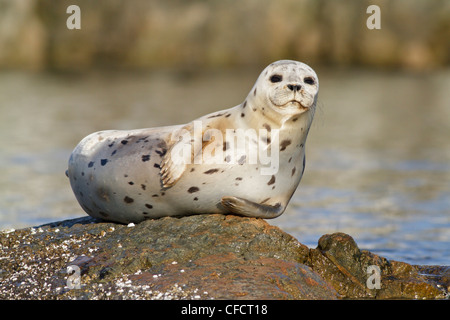 Una guarnizione del porto (Phoca vitulina) arroccata su una roccia a Victoria, British Columbia, Canada. Foto Stock