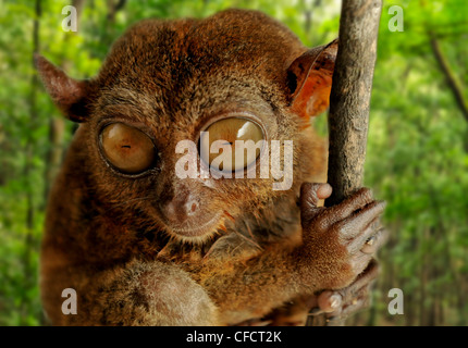 Tarsier fraterculus, il più piccolo primate vivente, solo 130 mm (5 pollici) di altezza, Tarsier Santuario, Sikatuna, Bohol, Filippine Foto Stock
