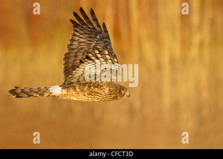 Northern Harrier Circus cyaneus battenti del Bosque Foto Stock