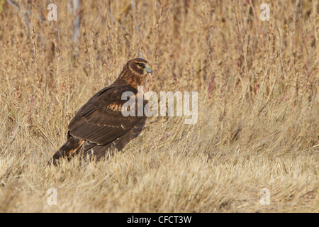 Northern Harrier Circus cyaneus battenti del Bosque Foto Stock