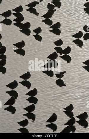 A breve fatturate (Dowitcher Limnodromus griseus) e altri uccelli costieri in una zona umida vicino a Vancouver, British Columbia, Canada. Foto Stock