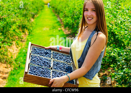 Emily corazza (modello di rilascio) tenendo un appartamento di freschi raccolti i mirtilli al Silverside Farm in ciottoli Hill, BC. Foto Stock