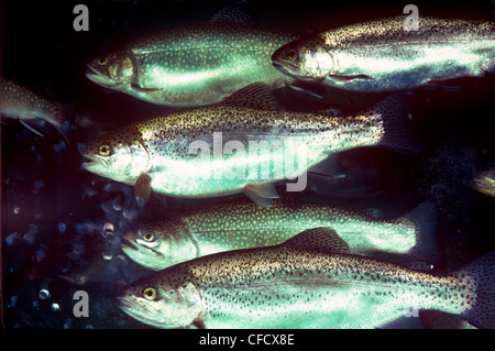 Chiazzato trota, (Salvelinus fontinalis) Foto Stock