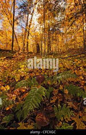 I colori dell'autunno e le felci, Algonquin Park, Ontario, Canada. Foto Stock