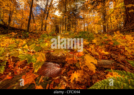 I colori dell'autunno e le felci, Algonquin Park, Ontario, Canada. Foto Stock