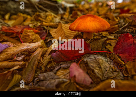 Fungo in caduta delle foglie e foglie, Ontario, Canada. Foto Stock