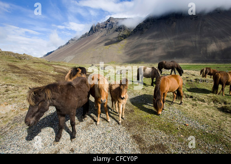 Cavalli islandesi con montagne vulcaniche nella distanza, Sud Islanda, Islanda, regioni polari Foto Stock