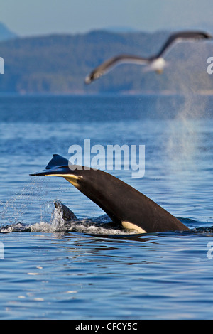 Balena Killer (Orcinus orca) off Malcolm isola vicino a Donegal testa, in Queen Charlotte Strait, British Columbia, Canada. Foto Stock