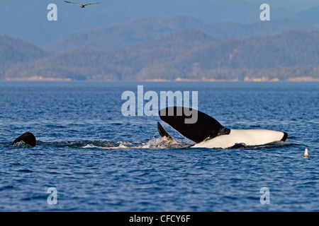 Balena Killer (Orcinus orca) off Malcolm isola vicino a Donegal testa, in Queen Charlotte Strait, British Columbia, Canada. Foto Stock