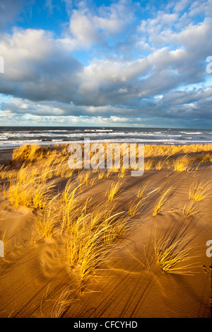 Le dune di sabbia e di erba Marram, Brackley, Prince Edward Island National Park, Prince Edward Island, Canada Foto Stock