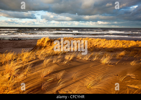 Le dune di sabbia e di erba Marram, Brackley, Prince Edward Island National Park, Prince Edward Island, Canada Foto Stock